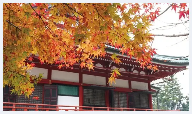 阴雨天如何拍出枫叶清新透亮的质感 | 摄影教学