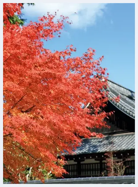 枫叶拍摄器材准备与光线运用 | 摄影教学