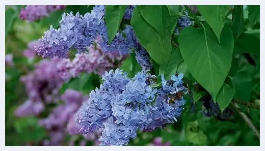 花卉题材的拍摄问题全面解读 | 摄影教学