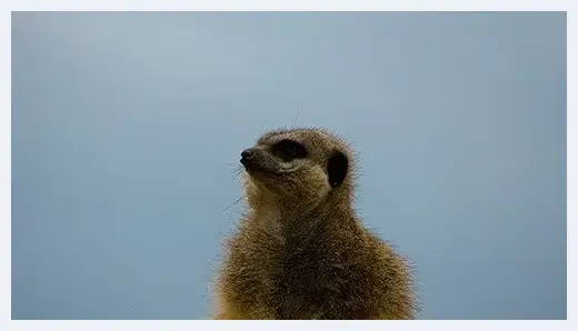 轻松几招 教你拍摄出精美的动物照片 | 摄影技巧