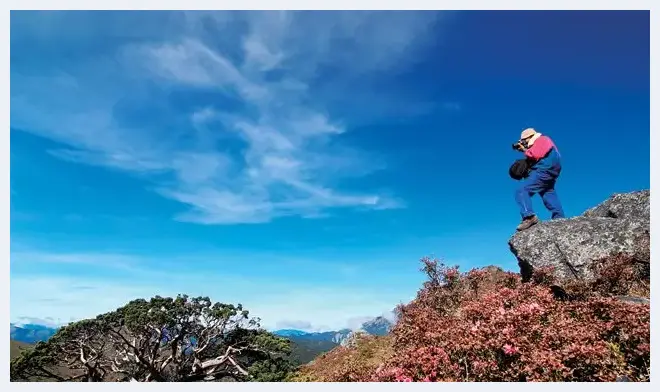 如何让画面展现老树岩石的特色 | 摄影教学