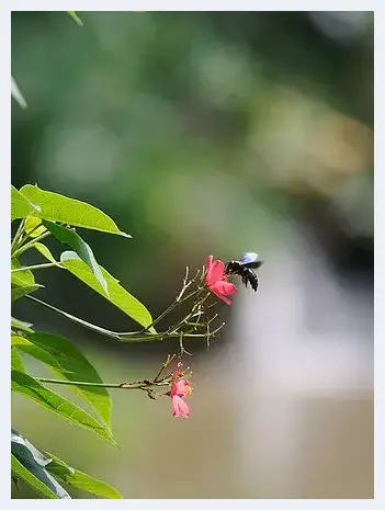 教你如何灵活运用散景效果 | 摄影教学