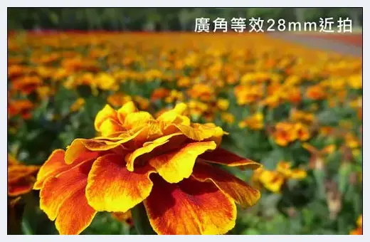 小相机DC春季拍花攻略 | 摄影教学