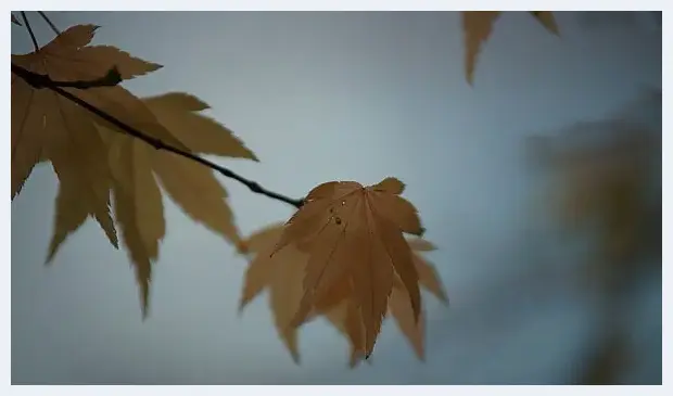 空气感枫叶，利用雨天拍出冷冽感 | 摄影教学