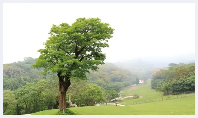 拍好局部特写的关键思维 | 摄影教学