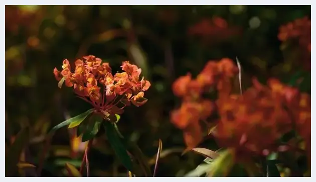 转移焦点拍微距花卉 混合图层制作创意照片 | 摄影教学