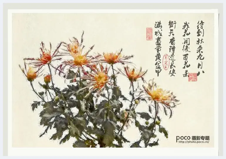 简明扼要 教你唯美菊花怎么拍 | 摄影教学