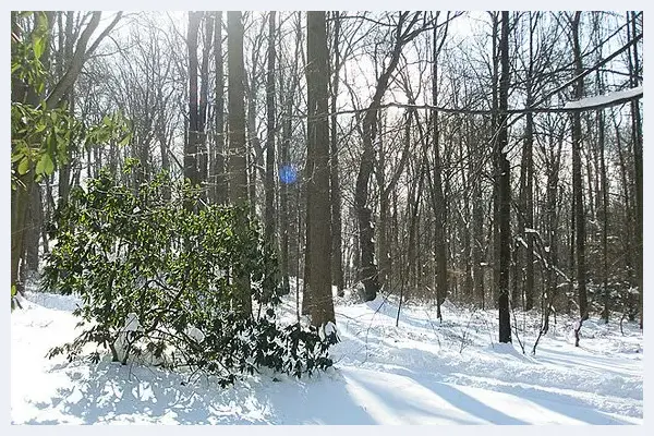 拍摄雪景如何正确曝光 | 摄影教学