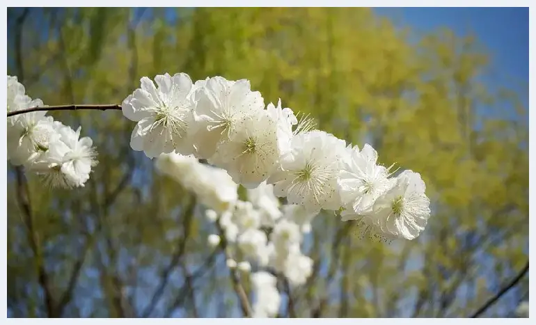 发挥器材最大功力 狗头拍花攻略 | 摄影教学