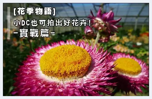 小相机DC春季拍花攻略 | 摄影教学