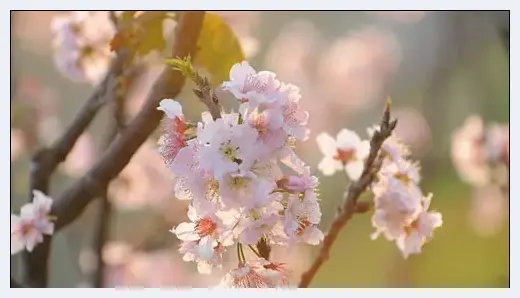 花卉摄影必备摄影器材 | 摄影器材