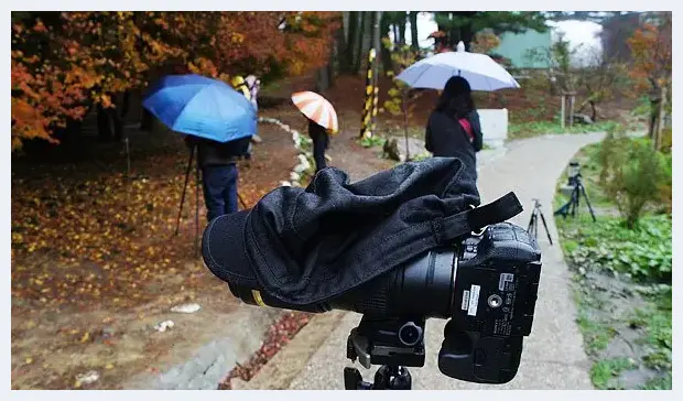 空气感枫叶，利用雨天拍出冷冽感 | 摄影教学