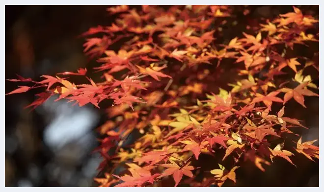 枫叶拍摄器材准备与光线运用 | 摄影教学