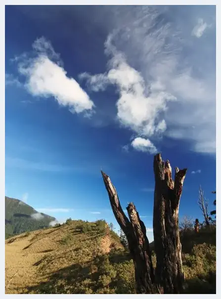 如何让画面展现老树岩石的特色 | 摄影教学