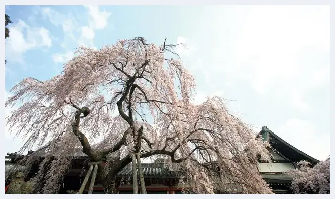 超广角镜俯角与仰拍专业技巧 | 单反相机教学