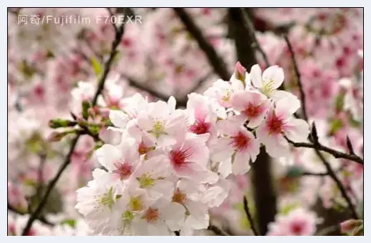 小相机DC春季拍花攻略 | 摄影教学