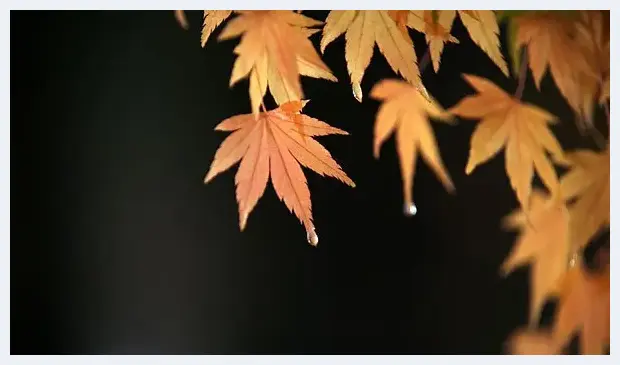 空气感枫叶，利用雨天拍出冷冽感 | 摄影教学