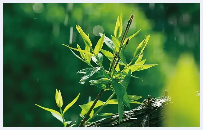 利用相机捕捉春天的感觉 | 摄影教学