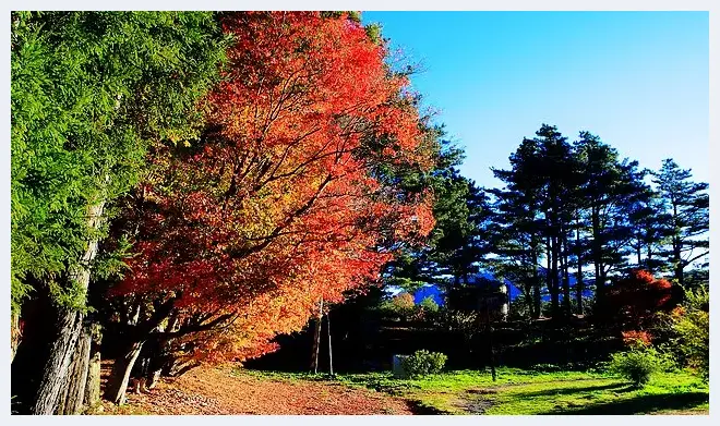 枫红季节：拍枫叶技巧总整理 | 摄影教学