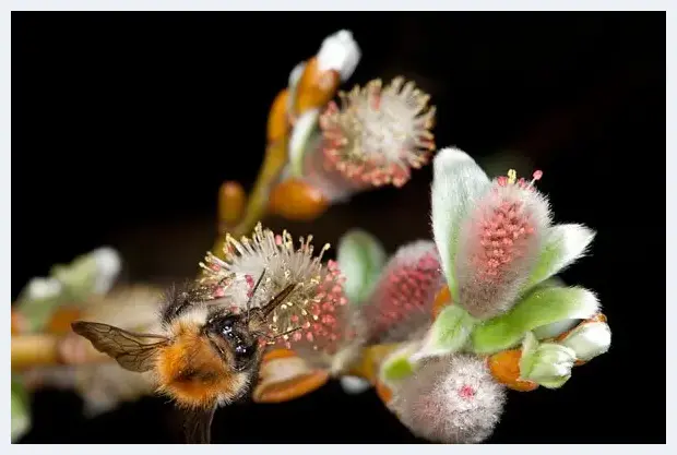 花卉上面昆虫的20个拍摄技巧 | 摄影技巧