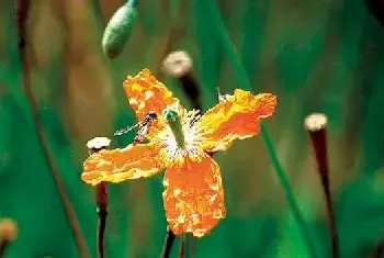 花卉摄影 | 花卉摄影十二招拍出美丽花朵