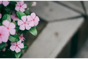 花卉摄影 | 拍出别致花卉五个小技巧