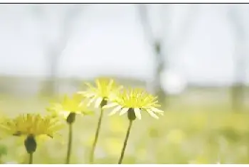 花卉摄影 | 简单6招拍出不一样的花卉照片