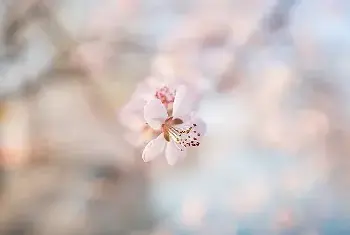 花卉摄影 | 简单七招教你拍好花卉摄影