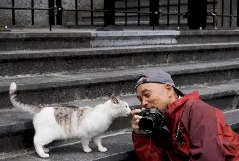 宠物摄影 | 摄影师拍摄猫咪的10个小贴士