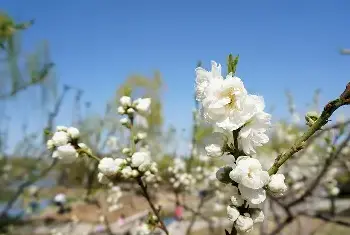 花卉摄影 | 发挥器材最大功力 狗头拍花攻略