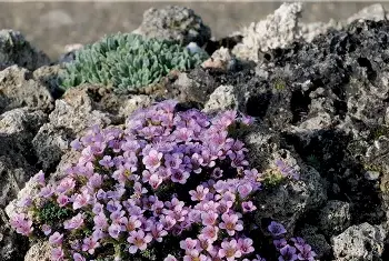 微距摄影 | 微距生态摄影补光大全