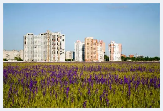 自建房指南 | 客厅财位摆放什么绿植好？关于财位有哪些风水禁忌？ | 自建房指南