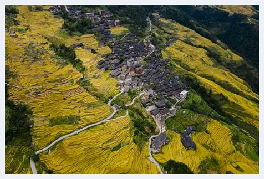 自建房教程 | 为什么说绿檀有毒？真是如此吗？ | 自建房教程