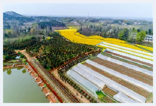 自建房教程 | 蔷薇适合种在庭院什么地方？庭院种蔷薇如何养护？ | 自建房教程