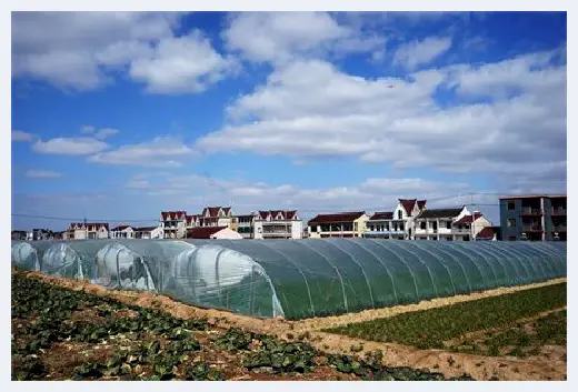 城市自建房 | ​龙骨花风水禁忌有哪些？龙骨花的风水作用介绍 | 城市自建房