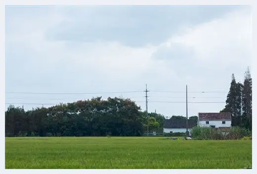 自建房百科 | 屋后种什么树旺宅？不适合在住宅种植的树有哪些？ | 自建房百科