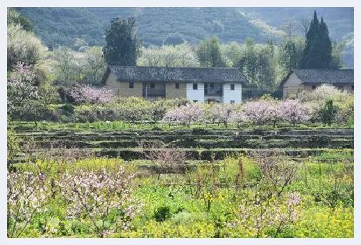 城市自建房 | 一文诠释榉木和橡木哪个好，看完心里有底 | 城市自建房