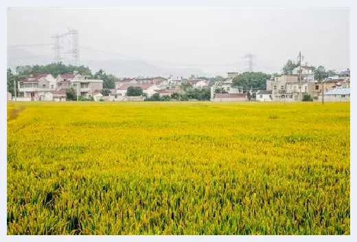 自建房 | 无花果是凶树还是吉树？种无花果树有哪些影响？ | 自建房