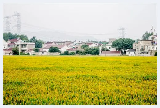 自建房百科 | 住房后面有棵大树风水好不好？房前屋后的风水禁忌有哪些 | 自建房百科