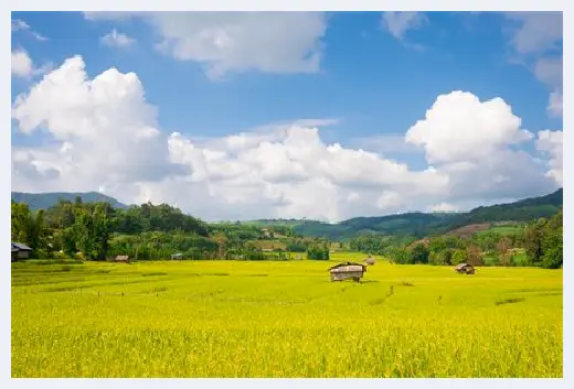 自建房知识 | 门前种茶花好不好？家里种山茶花有哪些禁忌？ | 自建房知识