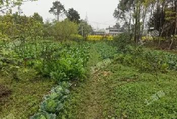 自建房资料 | 成都好地，等你来选！农场、农房、耕地、山庄、果园，任您选择！