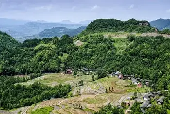 自建房指南 | 院子里种梧桐树有哪些寓意？哪些树种在院子里风水好？