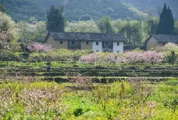 自建房知识 | 白蜡木有假的吗