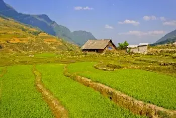 自建房科普 | 门前种松树好不好？听听风水大师的见解