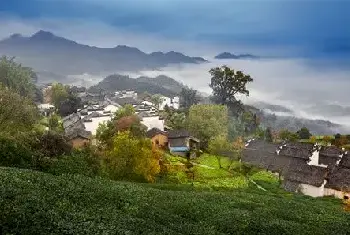 自建房指南 | 挡煞辟邪的植物有哪些？什么植物对风水不好？