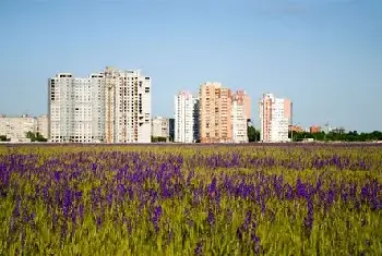 自建房百科 | 家里养什么植物旺财？家中旺财方位如何找？