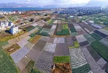 自建房百科 | 家里养榆树吉利不吉利？家居风水中种树有哪些风水讲究？