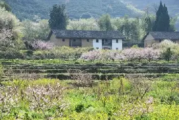 城市自建房 | 一文诠释榉木和橡木哪个好，看完心里有底