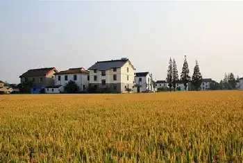 农村自建房 | 住宅东北是不是要见水？住宅东北种什么植物好？