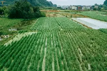 自建房常识 | 带车库的两层农村别墅，实用又好看，看完赶紧收藏吧！